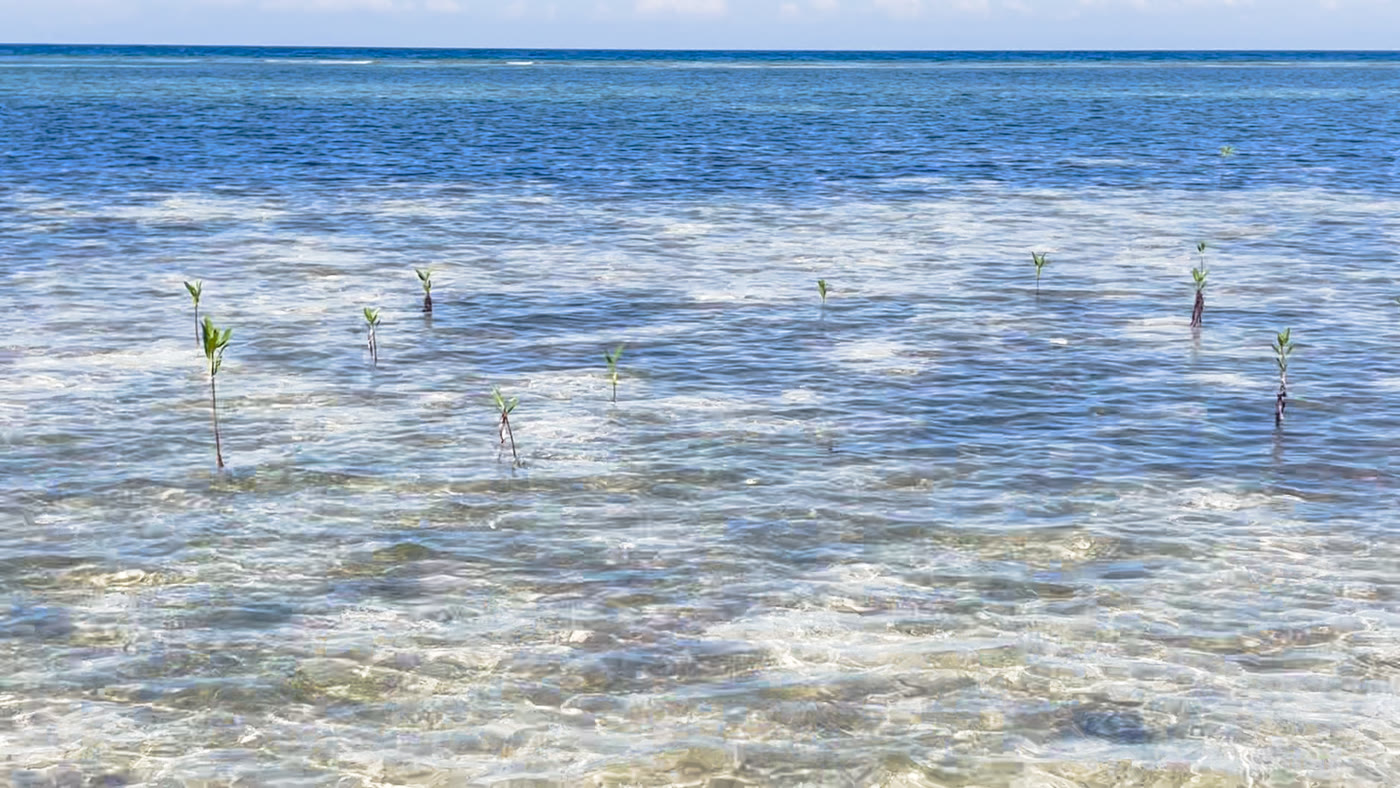 Jeunes mangroves plantées dans une zone côtière peu profonde à La Gonâve